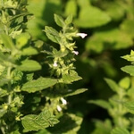 Buntblättrige Melisse