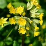 Echte Schlüsselblume