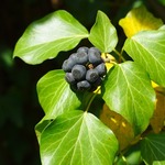 Efeu
