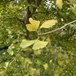 Ginkgo