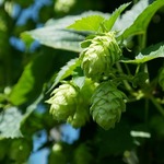 Hopfen