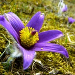 Küchenschelle