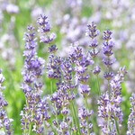 Lavendel