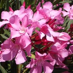 Oleander