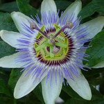Passionsblume
