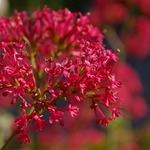 Rote Spornblume