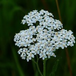 Schafgarbe