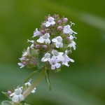 Thymian