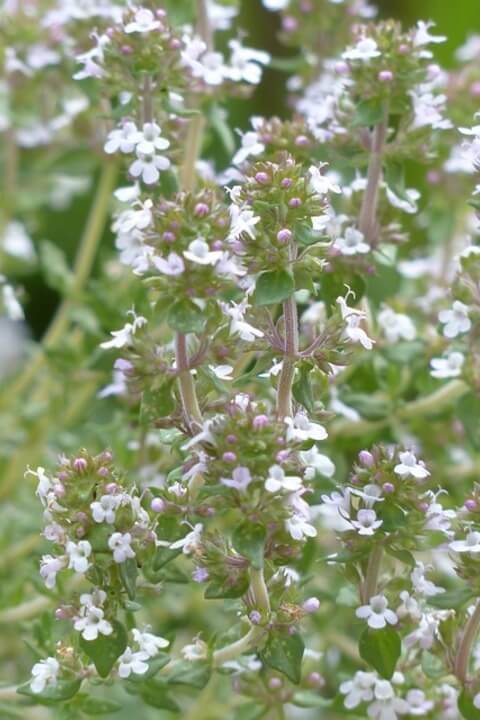 Thymian