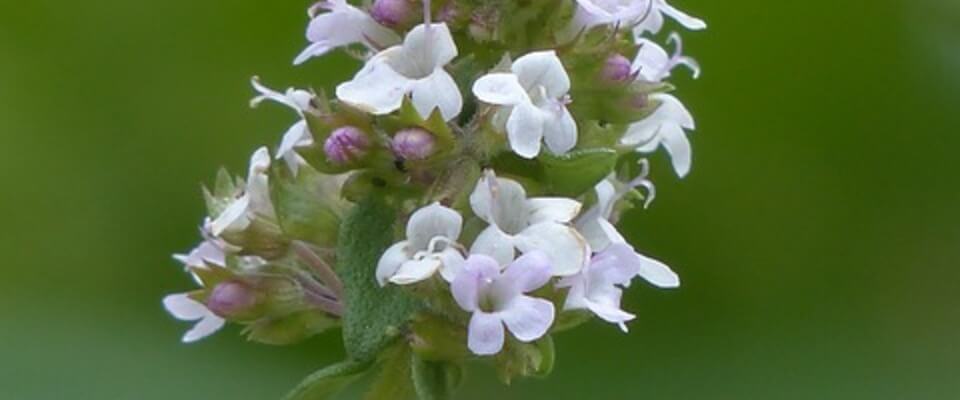 Thymian